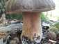 Bronzos vargánya (Boletus aereus), Budai-hegység